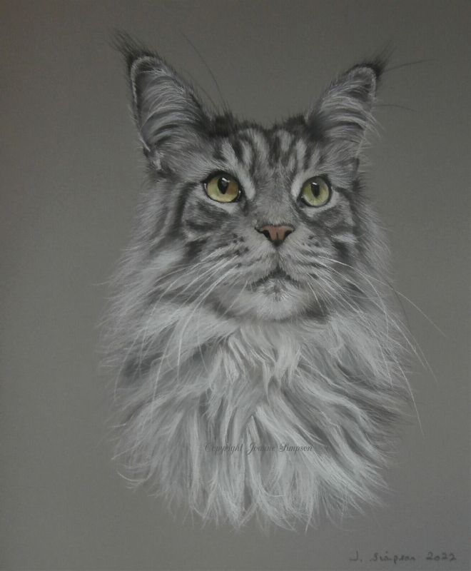 Maine Coon portrait